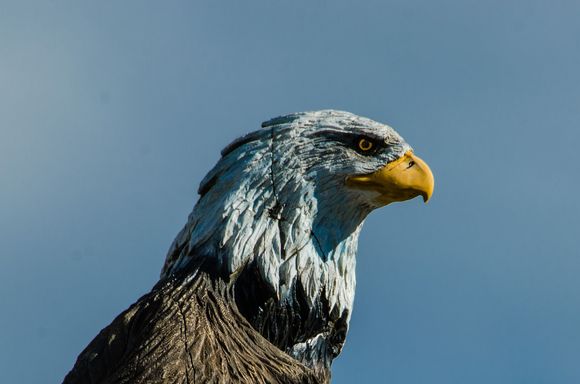 Eagles abound, including carved ones. Real-deal eagles fought off trespassing turkey vultures near our rental. The sound of their flapping wings was like elephant ears or tent flaps.