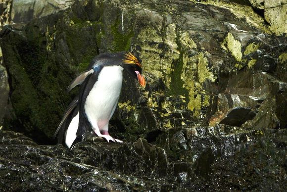 This is a poor quality photo transferred from my good camera, where it is sharp, to my iPhone. But I wanted to show you the beautiful Macaroni penguin with their bright yellow and orange eyebrows anyway. There is a colony of them along the Bay, and it’s the only place we had a chance of seeing them on this trip. So happy!!! This is the 5th penguin species seen so far. It’s Joyce’s favorite.