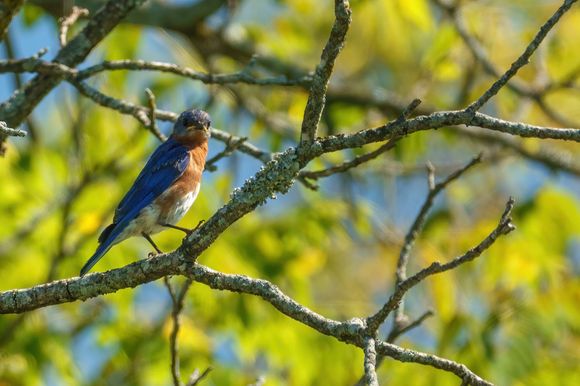 Eastern bluebird