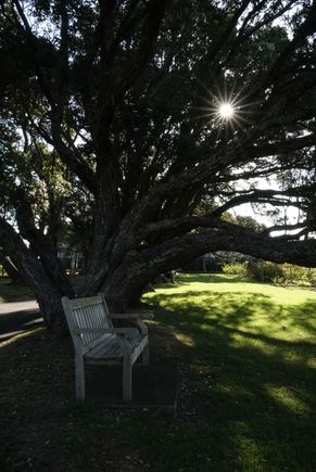Parnell Auckland Rose Garden.