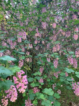 Flowering currant 