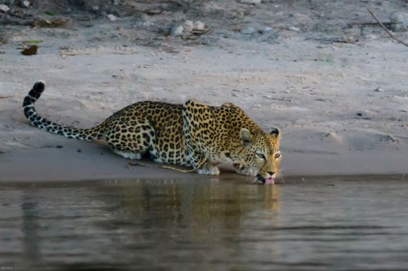 Chobe NP