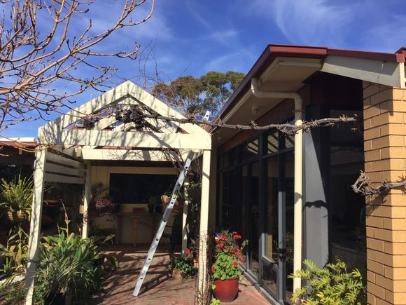 Pruning my grapevine