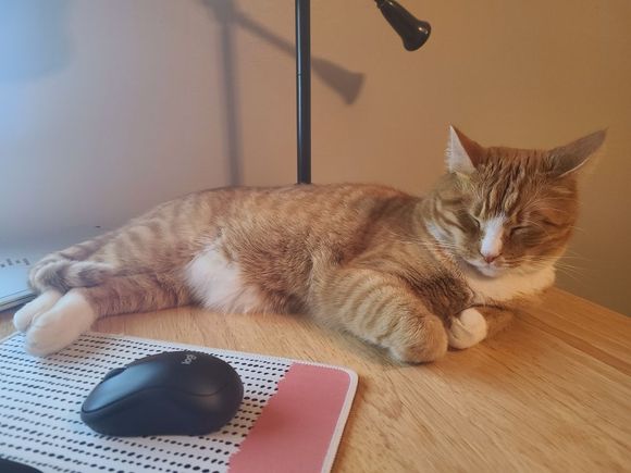 This is to cheer you up Ziggy. My grand cat is a tech savvy kitty, such a good mouser. 