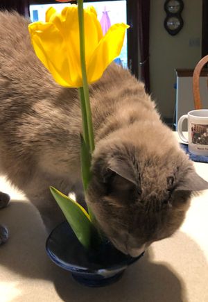 Yea, another dish of water