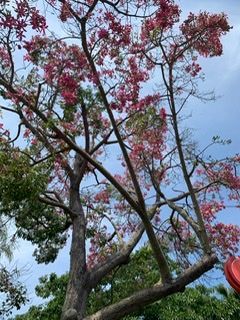 This tree was so beautiful.