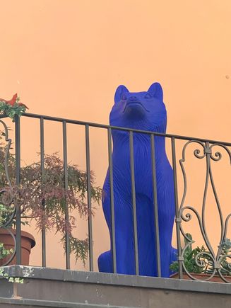 For all my cat loving losers 