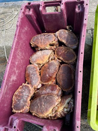 Disappointed with these crabs, they ate tasteless!
