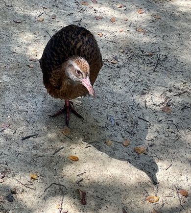 Weka are flightless birds about the size of a chicken. We saw them on most of our hikes. It's pretty apparent that they're used to getting handouts from the hikers.