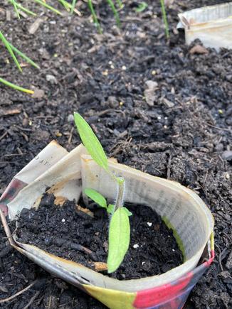 In this one, the newer true leaves are eaten, leaving behind the 2 initial leaves