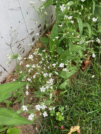 Wildflower 3 (white)