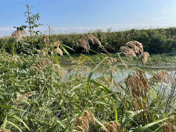 Rice fields, no birds yet