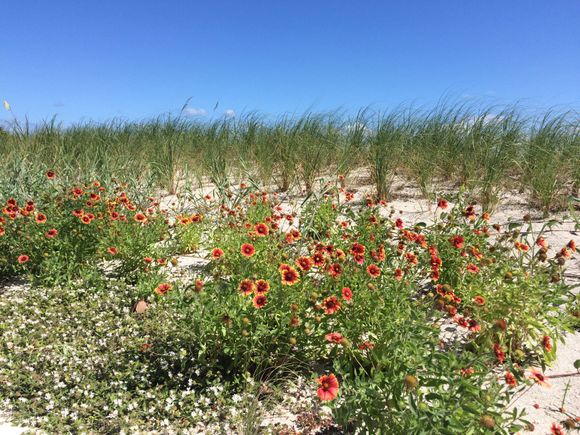 Flowers in the sand dune behind our apartment 