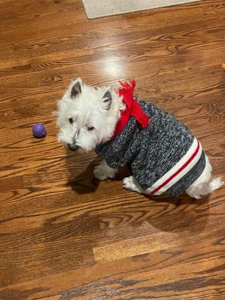 Barry with new sweater