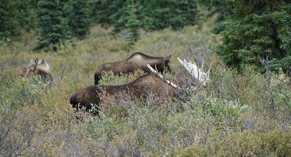 Moose in Denali (in hindsight, what I should have shot was the crowd of people trying to photograph the moose)