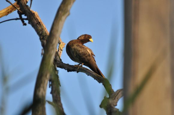 Eastern Plantain Eater