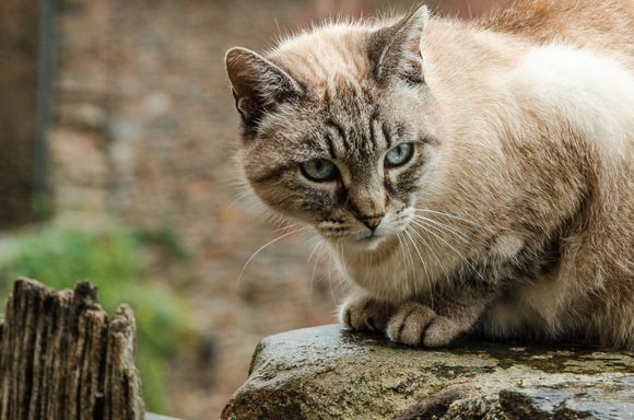 Conques cat. We were conked out in Conques, our first, oh-so jetlagged stop.  (all photos following are Conques)