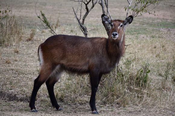 Waterbuck - I think...