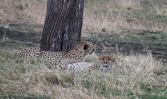 Cheetah brothers relaxing in the heat of the afternoon.