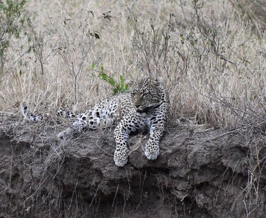 Even though they were "together" this leopard couple were lounging around in slightly separate locations.