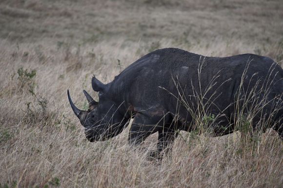 Fortunately, this rhino remained unconcerned with our presence.