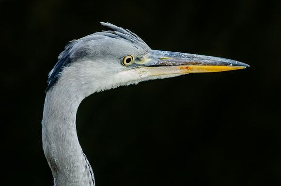 Monsieur Avheron watches for river fish.