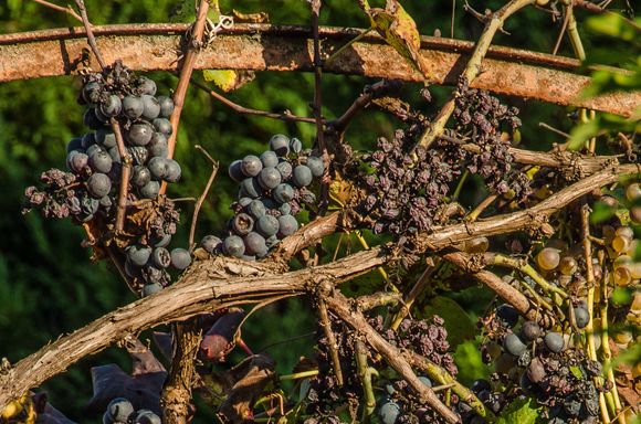 We were fascinated by the grape culture.