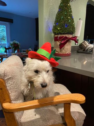 Watson elf