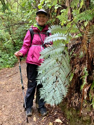 NZ symbol, the silver fern