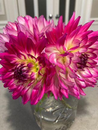 Dahlias from my garden