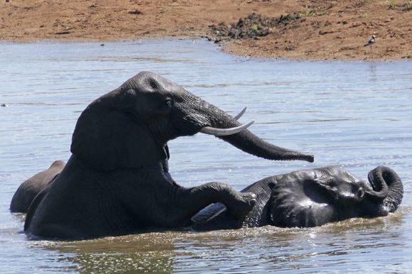 Two young elephants play together in the water.