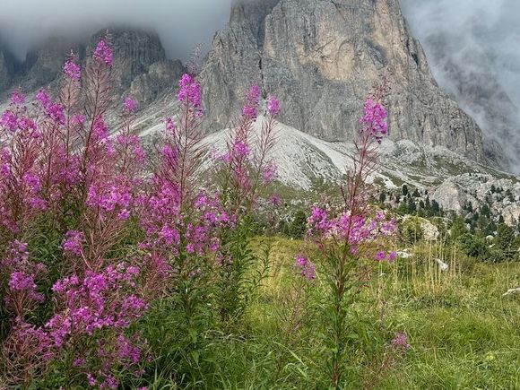 Still some flowers late in the season