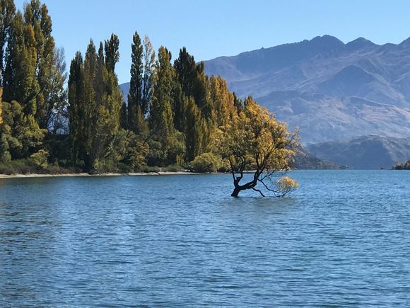 Wanaka Tree