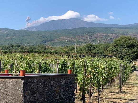 Mount Etna erupts over the vineyards right before we begin our hike.