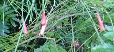 firecrackers hotel grounds