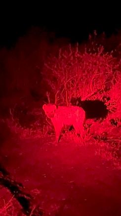 Creepy hyena eyeing us as we return to camp.