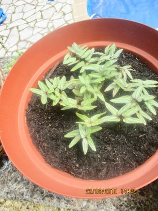 Wish I remembered what I planted in this pot.