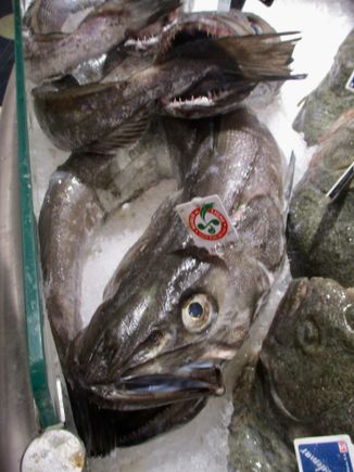 Fish display - ouch!