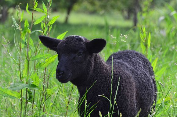 G'day. Welcome to Ilmington, population 800. My name is I.M. Gothlamm. Round about 30 years ago, I was taken against my will and had all my black wool sheared off so that Princess Di might have a lovely sweater. Cor Blimey, now Sothebys is asking $80,000 Yank dollars for it!  I haven't seen a bleedin' penny, not one cent. Promised royalties have never materialized for me. Any interested lawyers, please contact me at: Ilmington, past the fishpond next to Foxcote House.