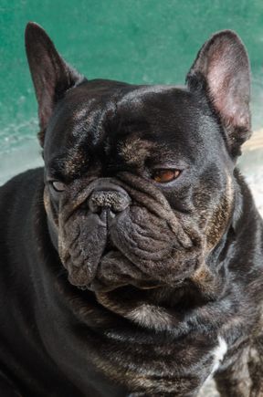 We passed this oft-sleepy dog a number of times. he lazed around the tiny square beside the pasta-maker's shop.