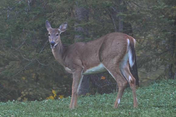 Madame um, 'deer'. She would be wary of the park's iconic packs of Eastern wolf (loup), whose members come from a unique genepool with longer legs.