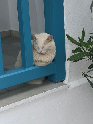 sleeping Naxos cat