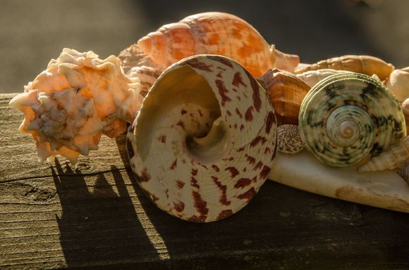 Seashells make great props.