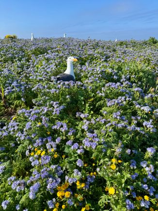 Thousands and thousands of nesting western goals throughout this tiny island.