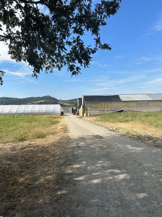 Entrance to farm, with pepper drying sheds in background