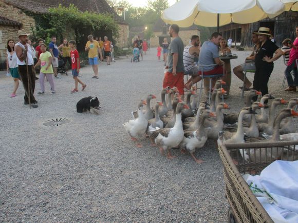 Before they are foie gras