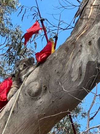 Still trying to coax her down. They were not successful, and they were going to try later on that day.