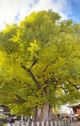 We initially couldn’t find the 12 thousand year ginkgo tree but eventually stumbled upon it. You don’t realize how big it is until you look at the photo and compare the tree trunk with the person standing beside it.
