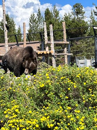 One of the grizzlies at the discovery center