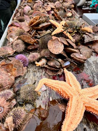 The initial haul of the Viking sushi boat.